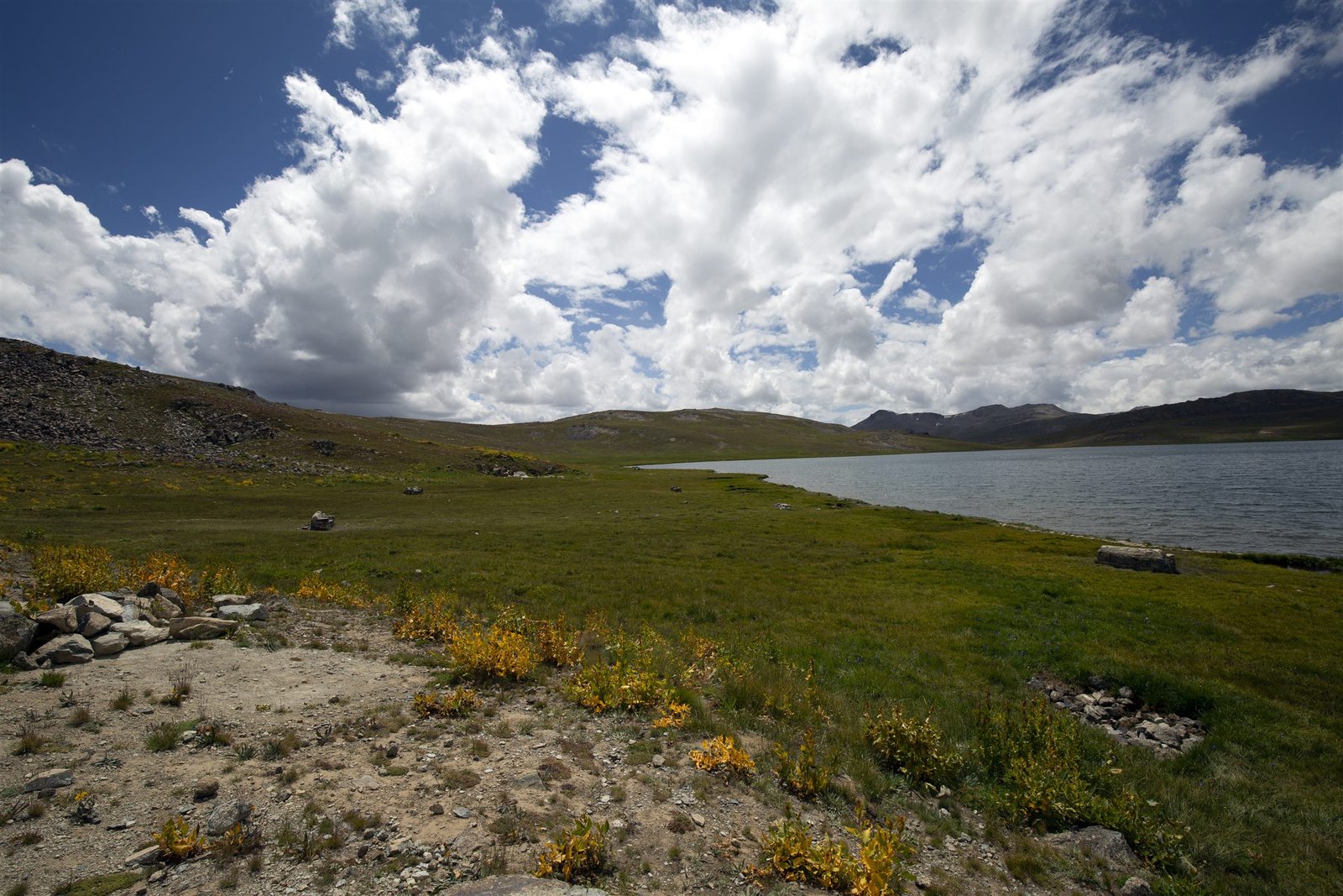 Wildflowers on the shore of a high lake on the Deosai plains