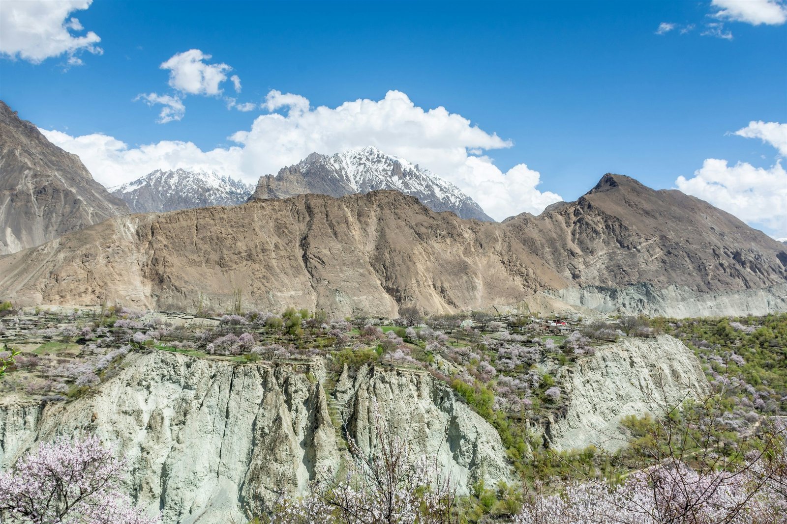 Apricot blossom scattered across a terraced valley below snow peaks in Hunza