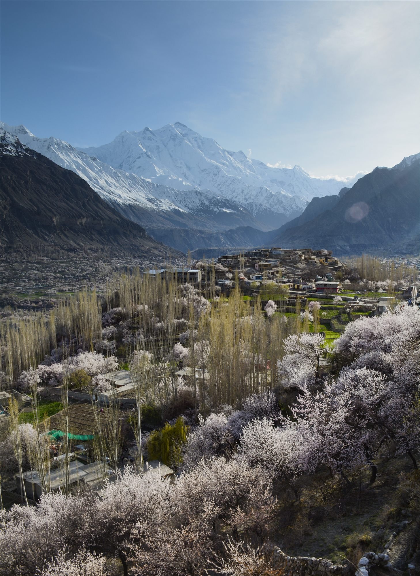 Apricot blossom through a Hunza village with a snow peak filling the valley behind